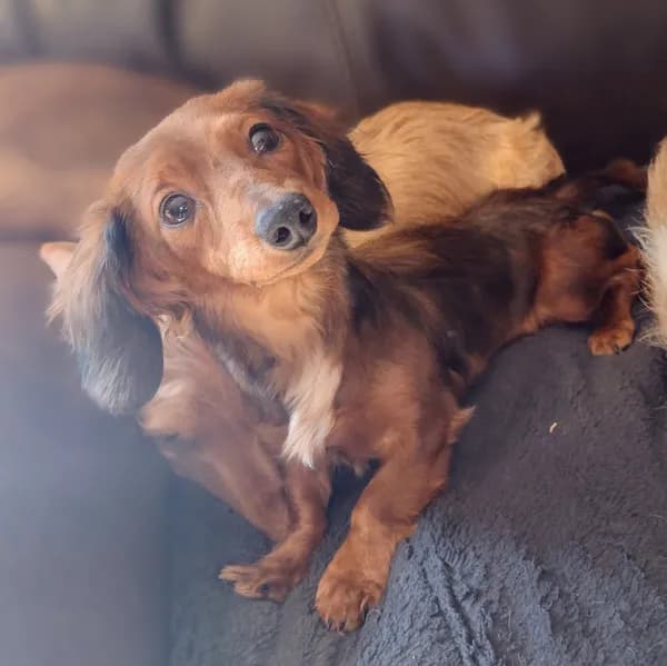 Timmy - Dachshund (long coat)