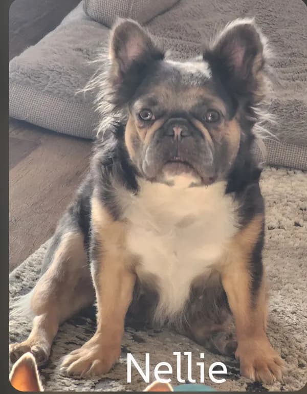 Nelly - French Bulldog (medium coat)